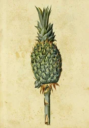 パイナップルby Ulisse Aldrovandi