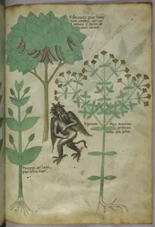 Sloane 4016 f.103 植物と悪魔のミニチュア：悪魔を撃退したと思われるハーブのイペリコン、「ハーブ」から、1440年頃（ベラムにインクと色）