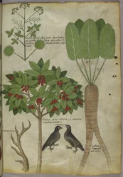 Sloane 4016 f.34「ハーブに関する論文」、1440年頃（ベラム）