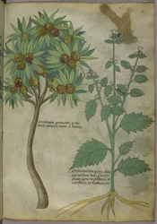 Sloane 4016 f.36「ハーブに関する論文」、1440年頃（ベラム）