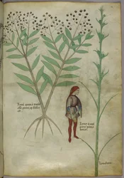 Sloane 4016 f.54 「Tractatus de Herbis」より、ポットに排尿する男性、1440年頃（ベラム）