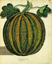 ウリッセアルドロヴァンディ（1522-1605）によるスカッシュプレートは、Piante Fiori Frutti（手塗りの彫刻）で公開されています。