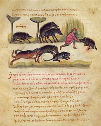 イノシシに関する論文：生活、交尾、狩猟、オピアンのシネゲティカからの挿絵（ベラムのテンペラ）