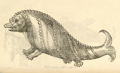 アルドロヴァンディスモンスターの歴史、1642年からAperマリナスツェタケのイラスト