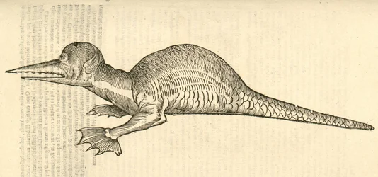 アルドロヴァンディスモンスターの歴史、1642年からのドラコマリナスmonophthalmos bipesのイラスト