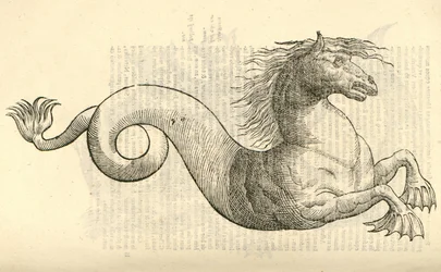 モンスターの歴史、1642年からEquus marinus monstrosusのイラスト