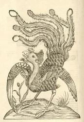 モンスターのアルドロヴァンディスの歴史、1642年からGallus Indicus auritus tridactylusのイラスト