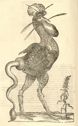 Aldrovandisモンスターの歴史、1642年からGallus monstrosusのイラスト