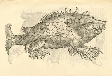 Aldrovandisモンスターの歴史、1642年からMonstrosus Sur marinusのイラスト