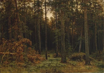 パインウッド、1885