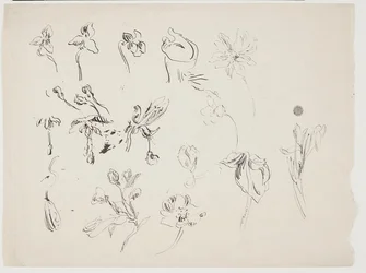 花のスケッチ