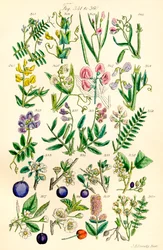 J. E. Sowerby と C. P. Johnson の作品にちなんだ、British Wild Flowers のカラー イラストのページ
