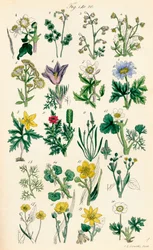 J. E. Sowerby と C. P. Johnson の作品にちなんだ、British Wild Flowers のカラー イラストのページ