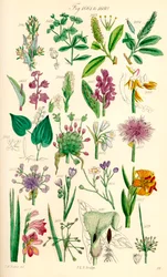 J. E. Sowerby と C. P. Johnson の作品にちなんだ、British Wild Flowers のカラー イラストのページ