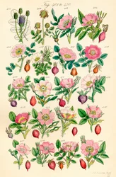 J. E. Sowerby と C. P. Johnson の作品にちなんだ、British Wild Flowers のカラー イラストのページ