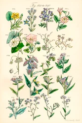 J. E. Sowerby と C. P. Johnson の作品にちなんだ、British Wild Flowers のカラー イラストのページ