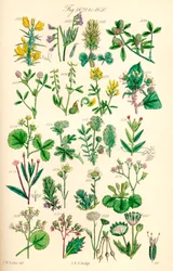 J. E. Sowerby と C. P. Johnson の作品にちなんだ、British Wild Flowers のカラー イラストのページ