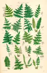 J. E. Sowerby と C. P. Johnson の作品にちなんだ、British Wild Flowers のカラー イラストのページ