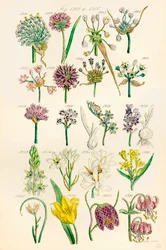 J. E. Sowerby と C. P. Johnson の作品にちなんだ、British Wild Flowers のカラー イラストのページ