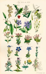J. E. Sowerby と C. P. Johnson の作品にちなんだ、British Wild Flowers のカラー イラストのページ