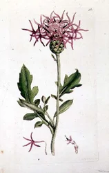 グレート・ナップウィード（"English Botany "の一巻より。1790年から1814年の間に作られた手彩色の彫刻です。