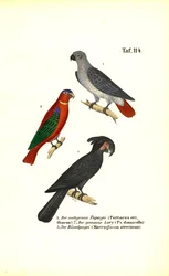 ヨウム、ヒインコ、ヤシオウム