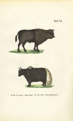 オーロックスとヤク