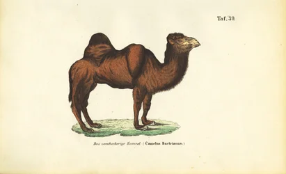 ラクダ