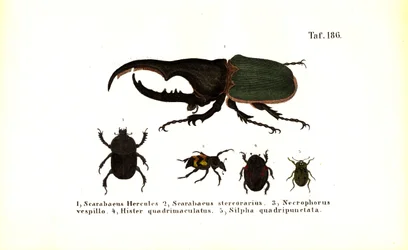 コガネムシ科とシルフ科の甲虫たち