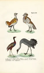 ヒヨドリとツル