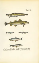 タラ科とニシン科の商業魚