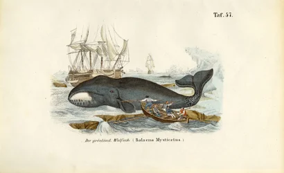 捕獲されるグリーンランドのクジラ