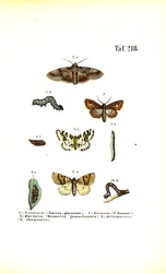 有害な蛾とその発生段階