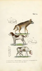 ハイエナ、家庭犬、老犬とドクロのイラスト