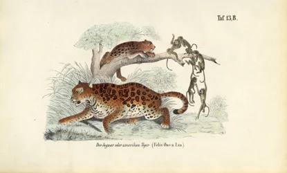 ジャガーとサル