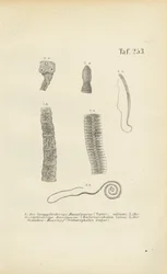ヒトの寄生虫