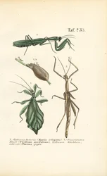 カマキリとナナフシ