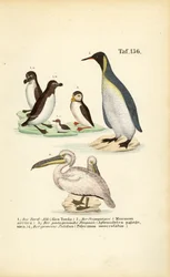 カミソリウオ、大西洋カワセミ、キングペンギン、ペリカン