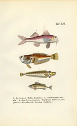 ヨーロッパ沿岸のアカムツと底棲魚