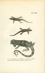 砂トカゲとグリーンイグアナ