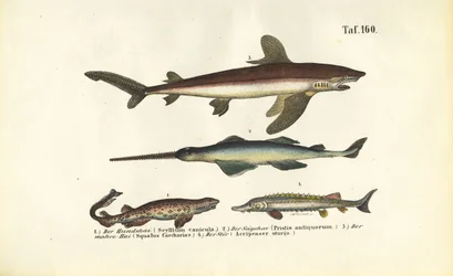 サメとチョウザメのような魚