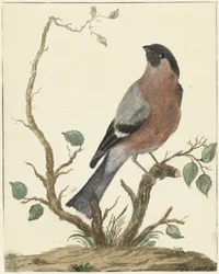 ウソ