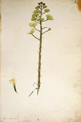 世紀の植物の花（Agave americana） by Jacopo Ligozzi