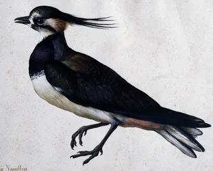 トリンガ・ヴァネルス(Lapwing) ヤコポ・リゴッツィ(1547-1627)作