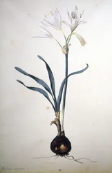 不明な画像