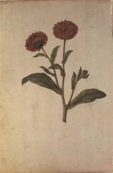 キンセンカ、1568年頃