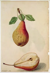 洋ナシ：1568年頃、J.ル・モワンヌ・ド・モルグ（1530-88年）作、Pyrus communis
