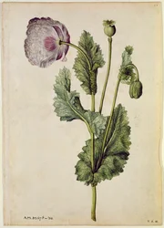 ケシ：アヘン（Papaver somniferum）、1568年頃、J.ル・モワンヌ・ド・モルグ（1530-88年頃）作