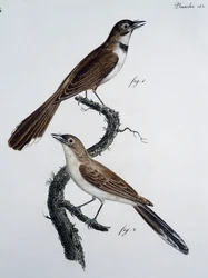 メガネモチノウオのオスとメス