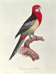 オムニカラードインコ